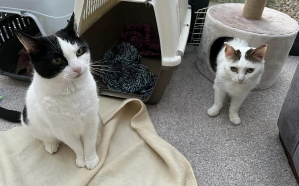 Bonded Cats Find Forever Home!