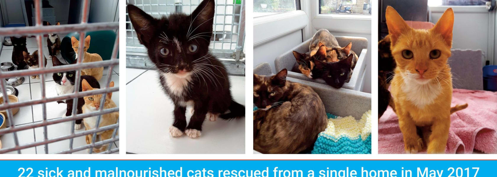 Fundraise for Yorkshire Cat Rescue