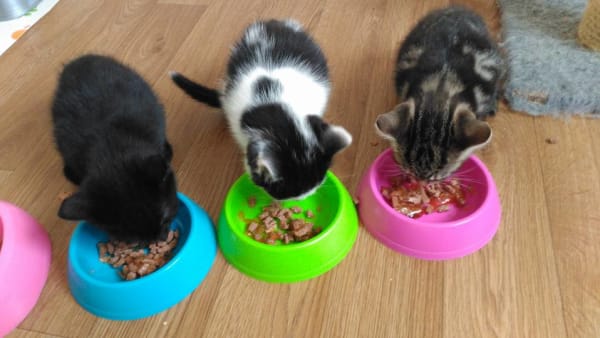 Cat Feeding/Cleaning  Volunteer